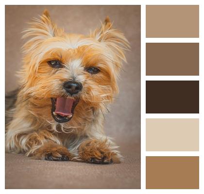 Dog Pet Yorkshire Terrier Image